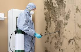 Best Environmental Consulting for Mold Prevention  in Camp Wood, TX